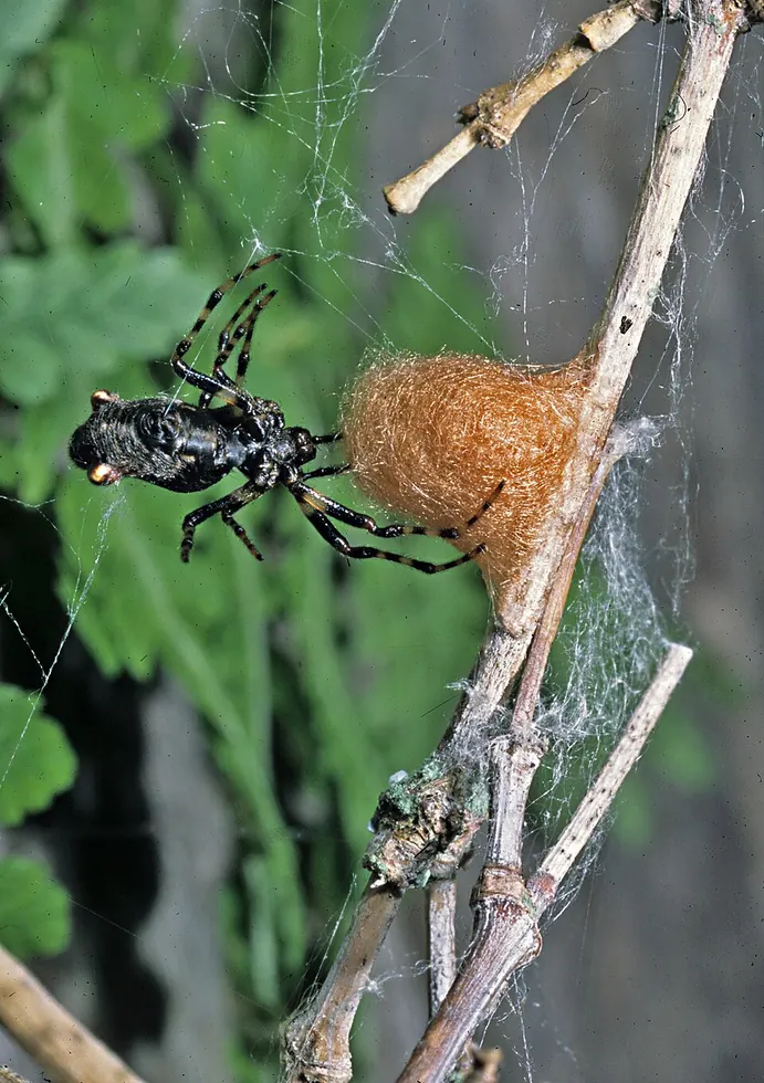 three lobed spider spider photo