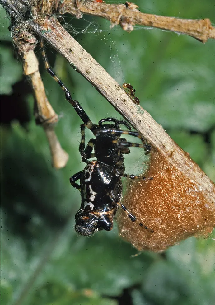 three lobed spider spider photo