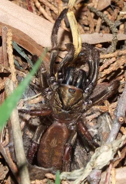 trapdoor spider spider photo