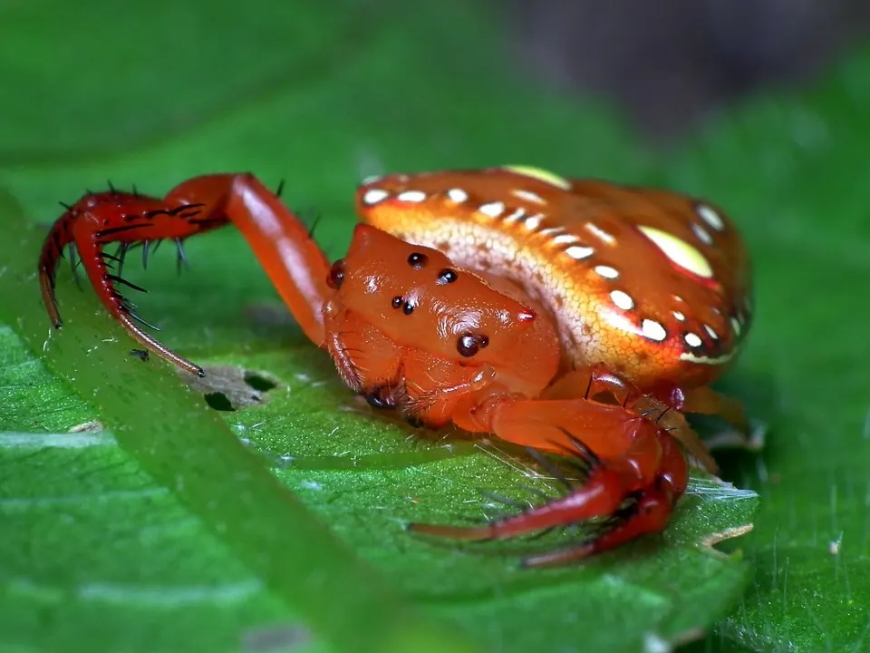 triangular spider spider photo