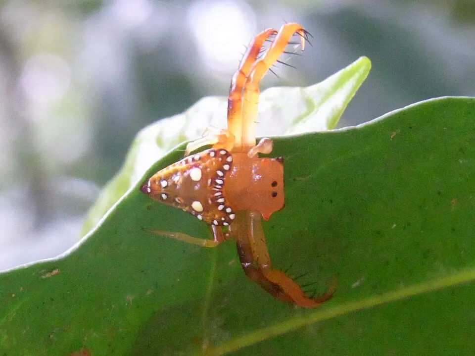 triangular spider spider photo