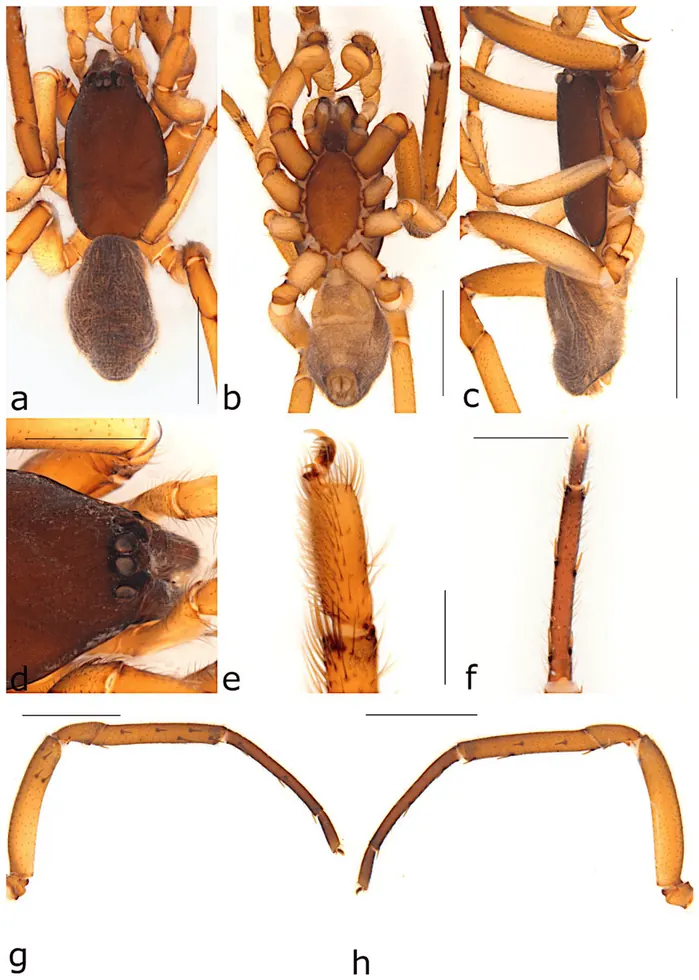 tube dwelling spider spider photo