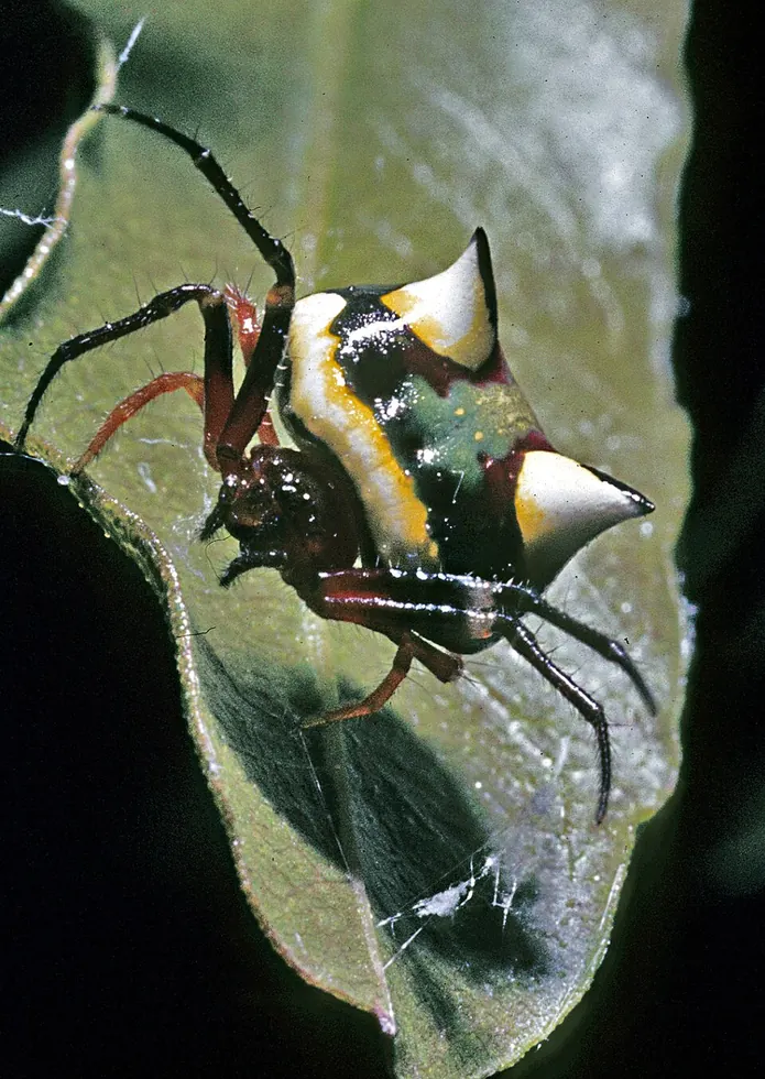 two spined spider spider photo