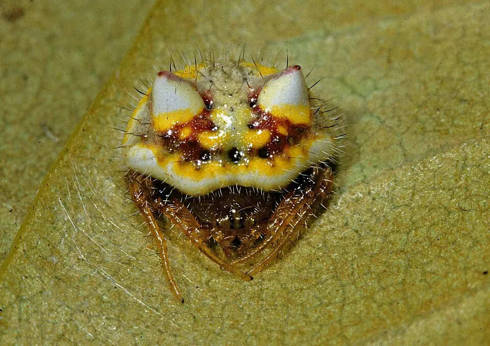 two spined spider spider photo
