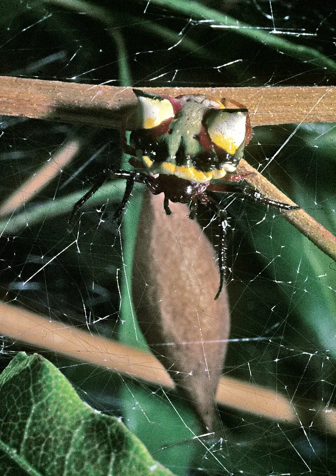 two spined spider spider photo