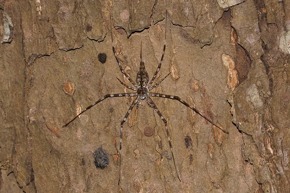 two tailed spider spider photo