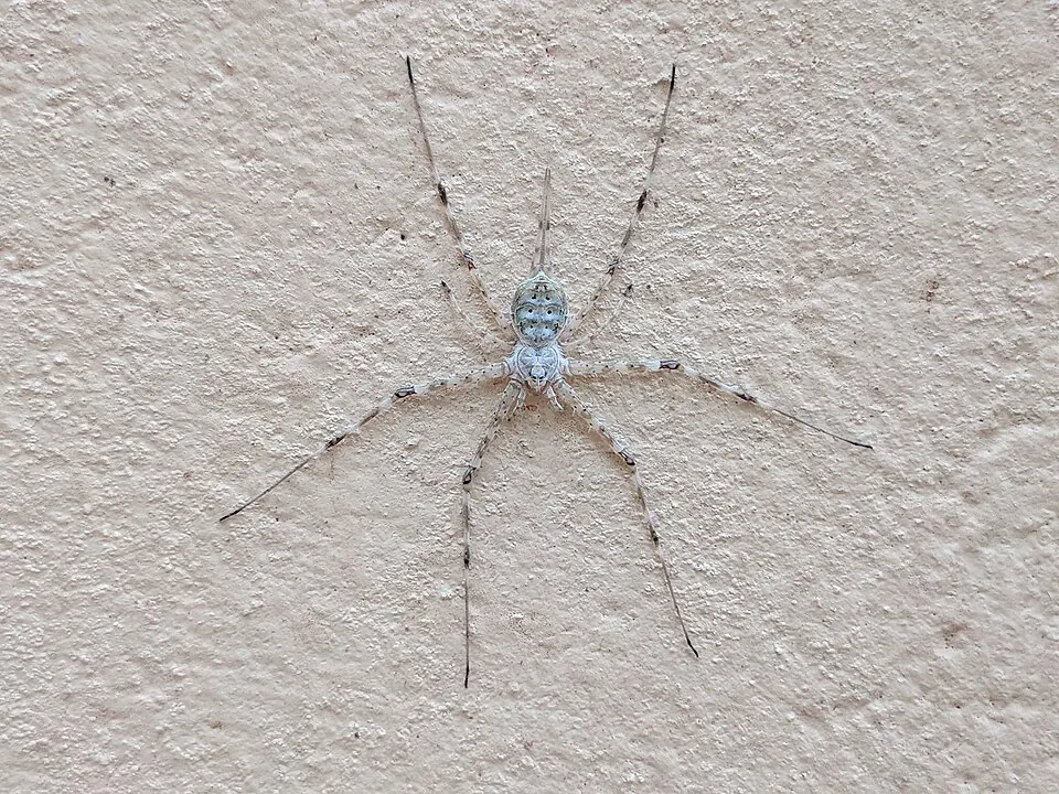 two tailed spider spider photo