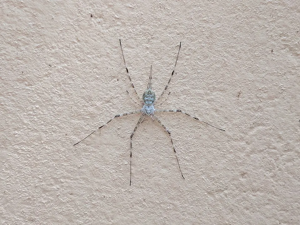 two tailed spider spider photo