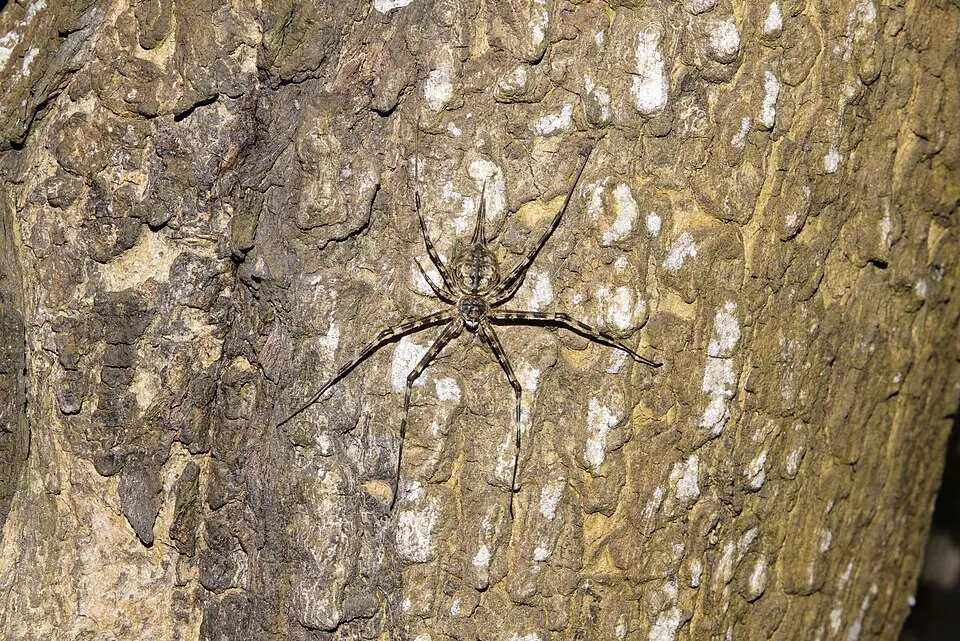 two tailed spider spider photo