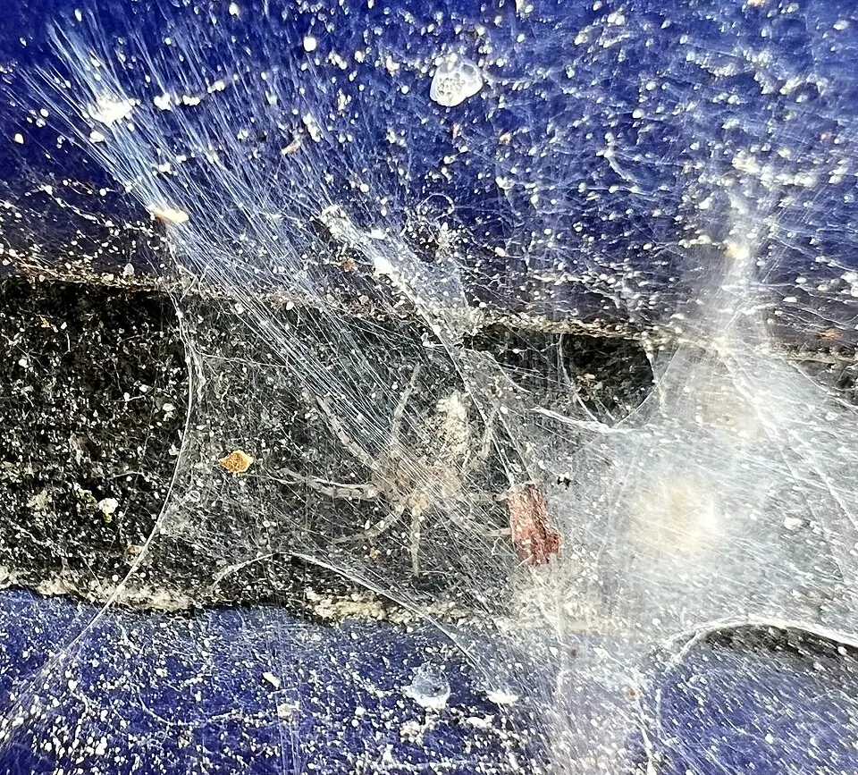 wall spider spider photo