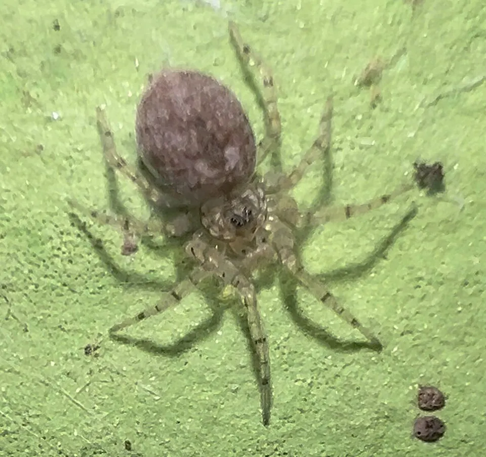 wall spider spider photo