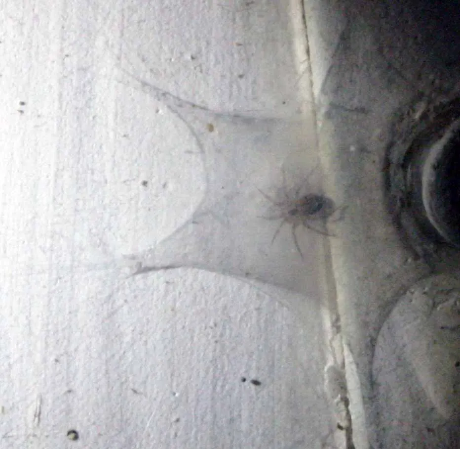 wall spider spider photo