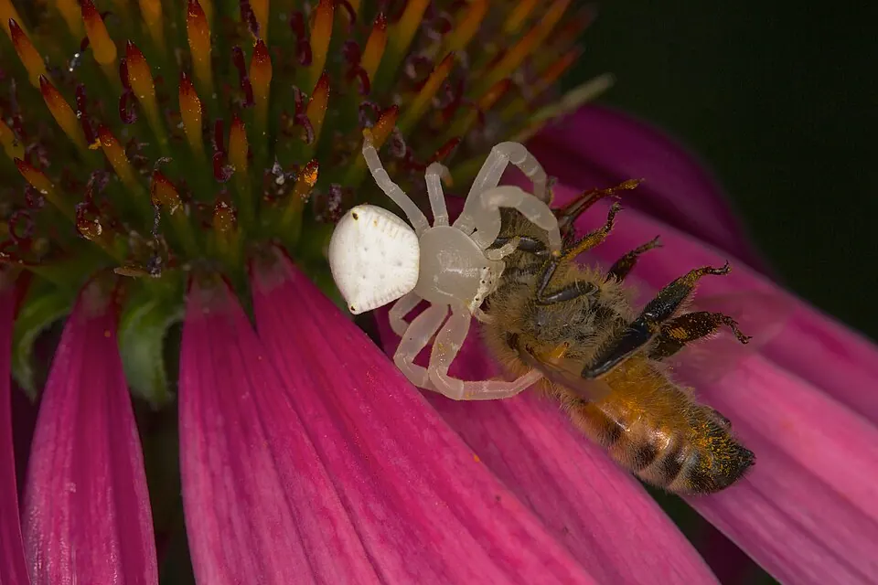 white flower spider spider photo