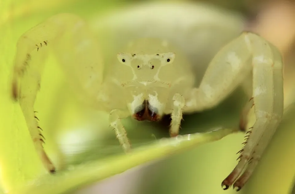 white flower spider spider photo
