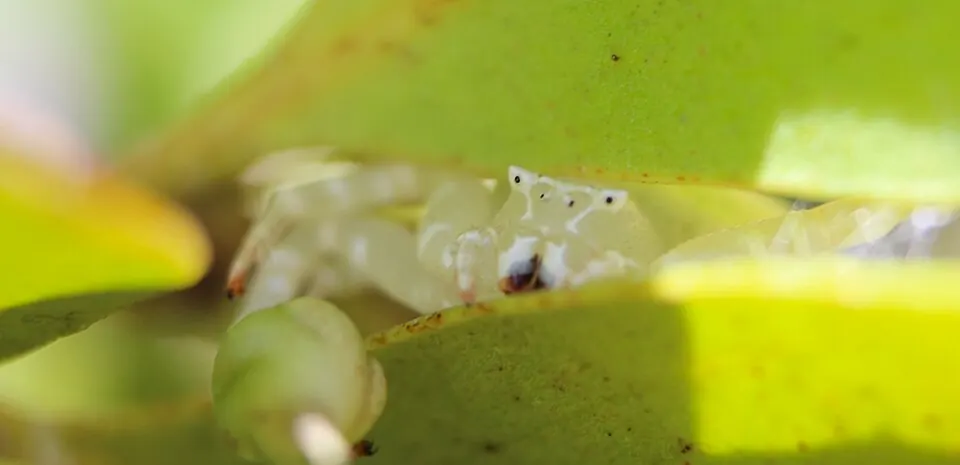white flower spider spider photo