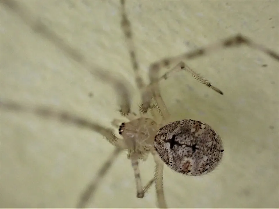 white porch spider spider photo