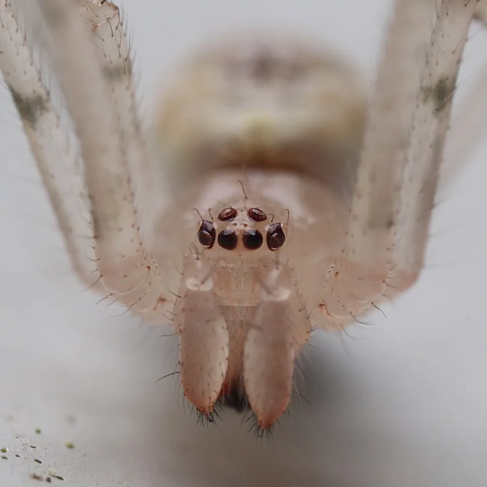 white porch spider spider photo