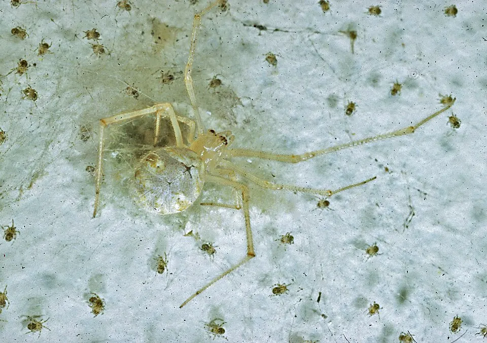 white porch spider spider photo
