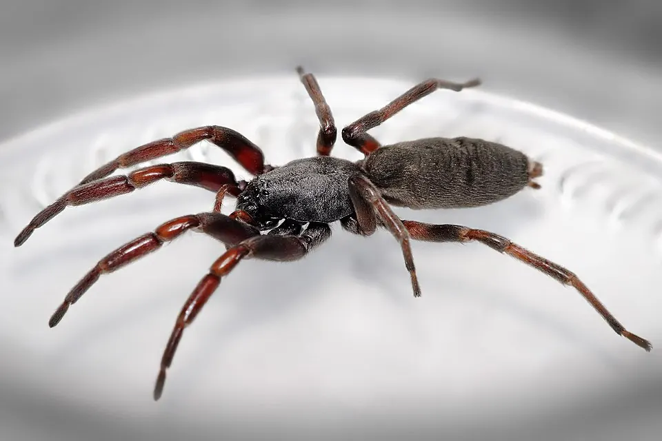 white tailed spider spider photo