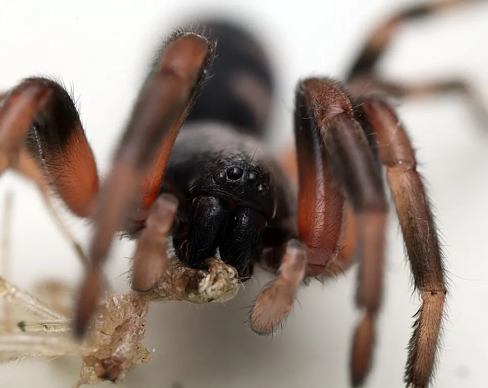 white tailed spider spider photo