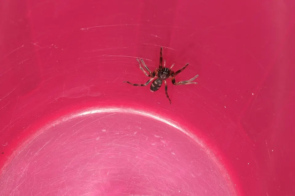 white tailed spider spider photo