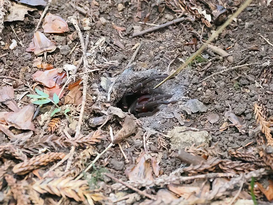 wishbone spider spider photo