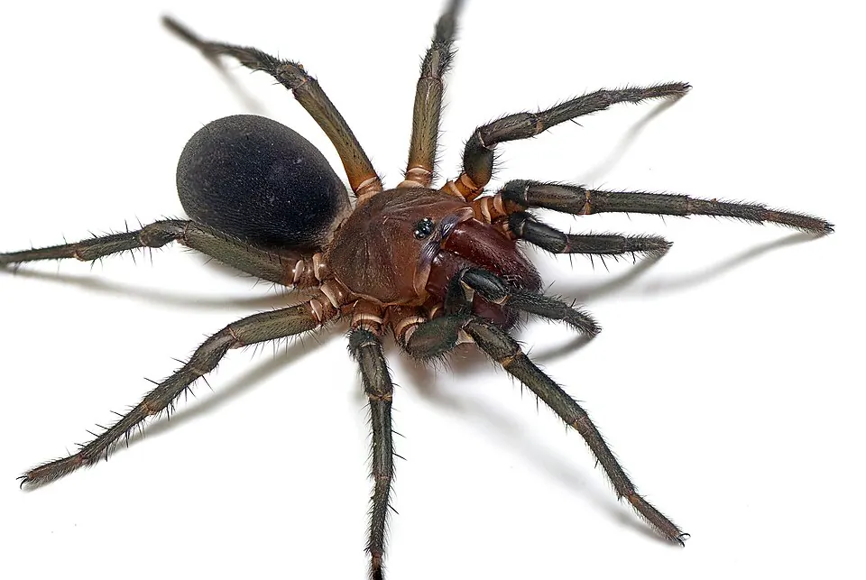 wishbone spider spider photo