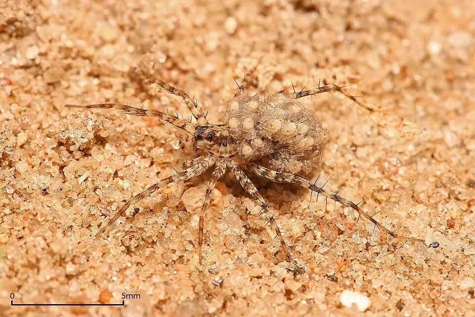 wolf spider spider photo