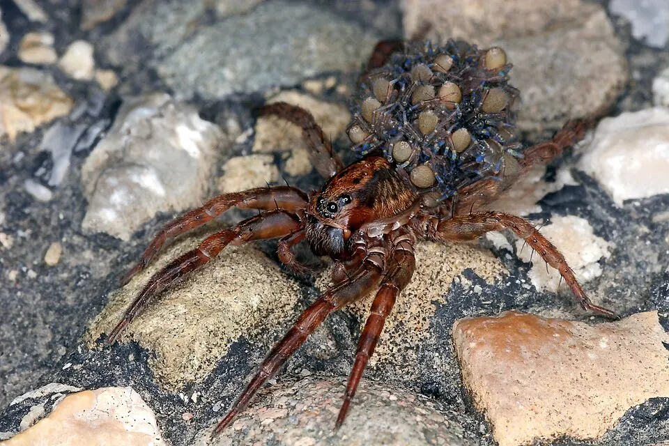 wolf spider spider photo