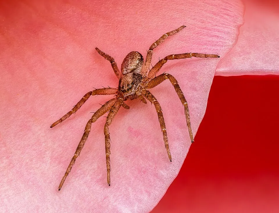 wolf spider spider photo