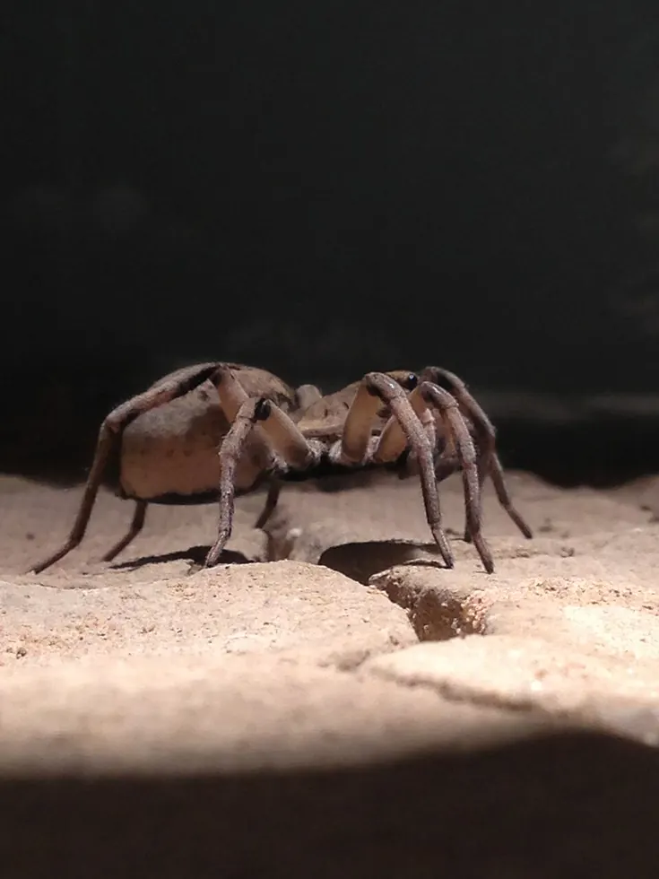 wolf spider spider photo