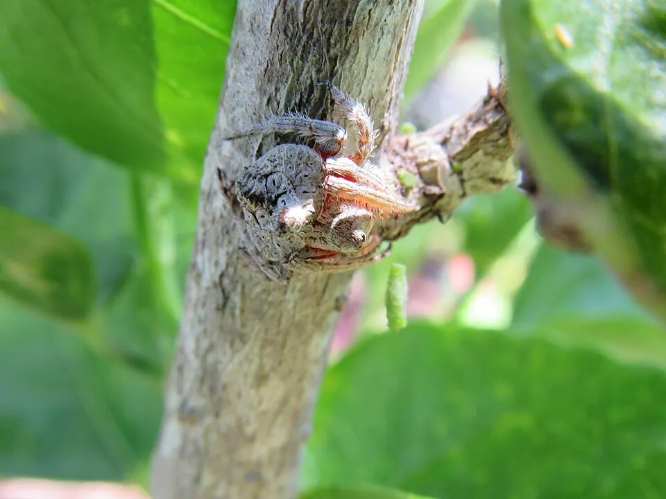wrap around spider spider photo