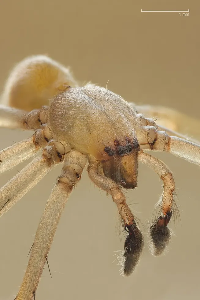 yellow sac spider spider photo