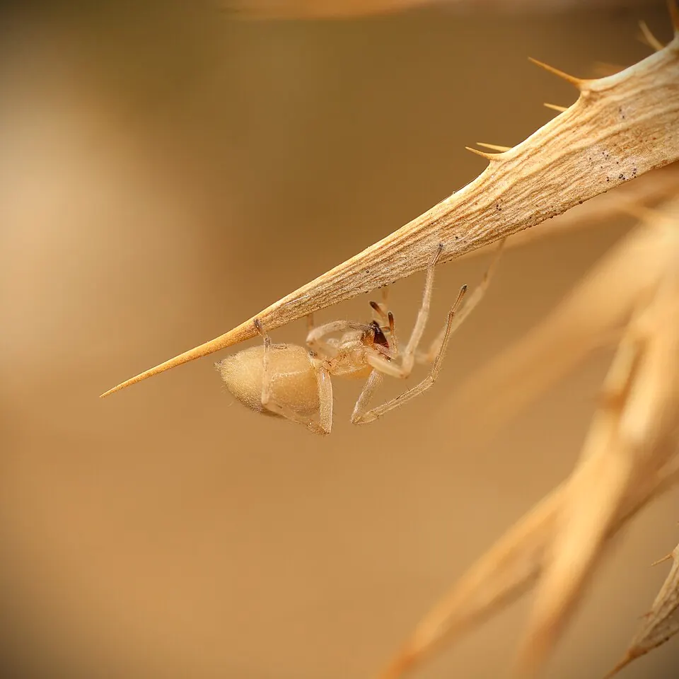 yellow sac spider spider photo