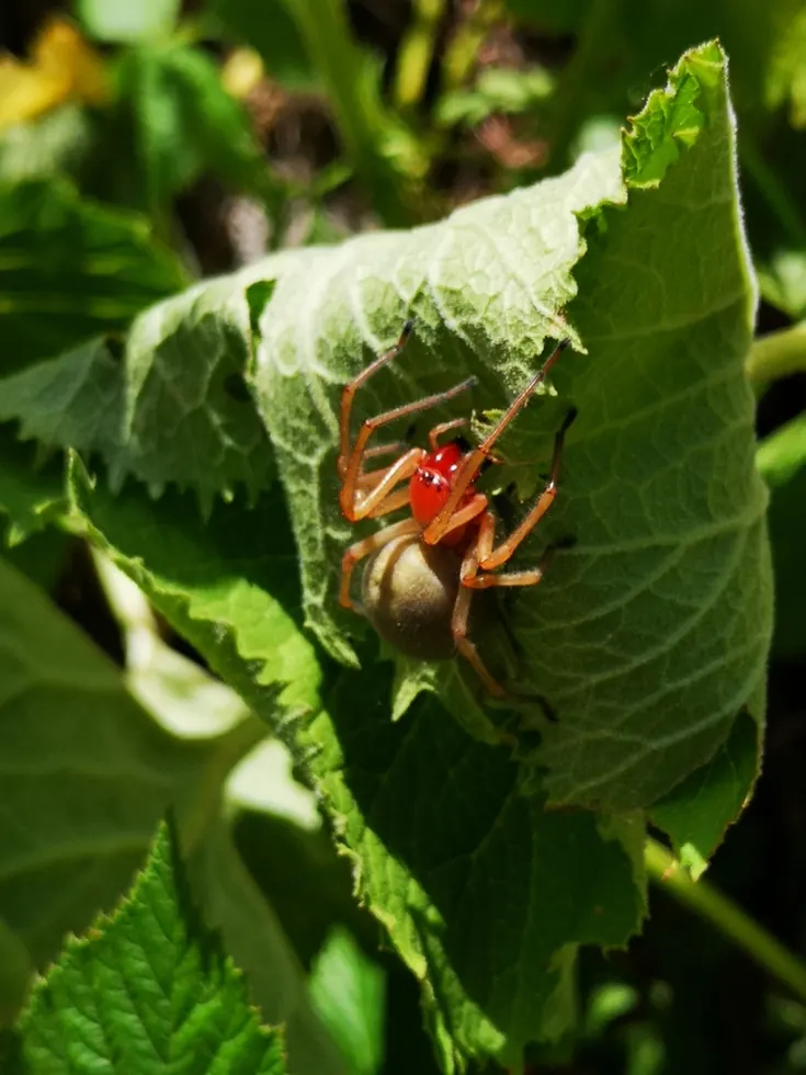 yellow sac spider spider photo