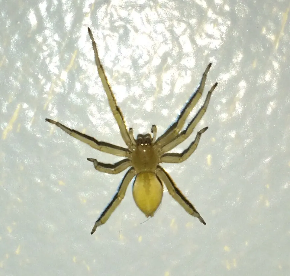 yellow sac spider spider photo