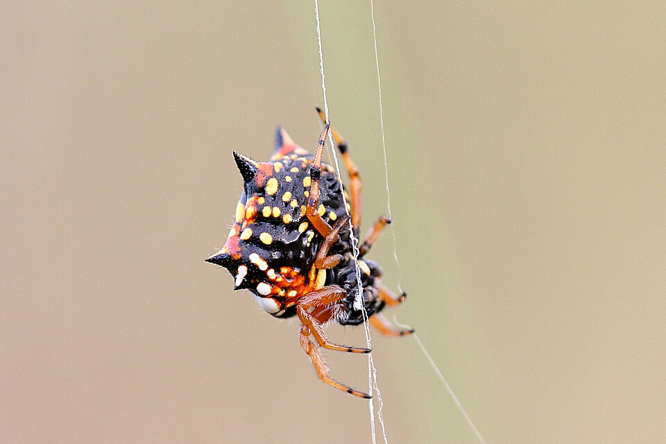 spiny spider spider photo