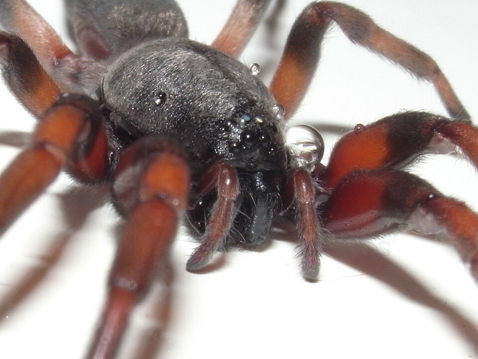 white tailed spider spider photo