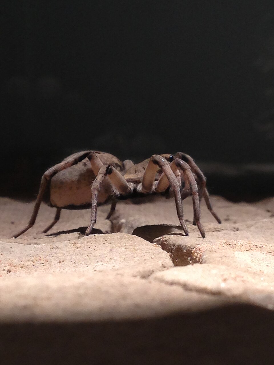 wolf spider spider photo