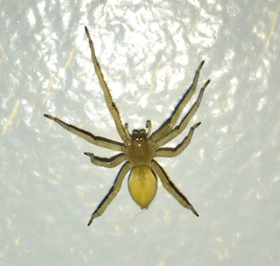 yellow sac spider spider photo