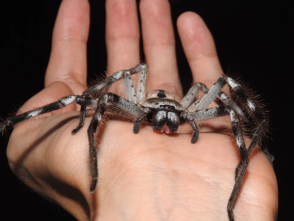 banded huntsman spider spider photo