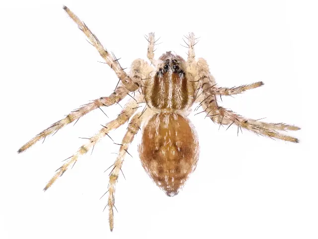 clever fishing spider spider photo