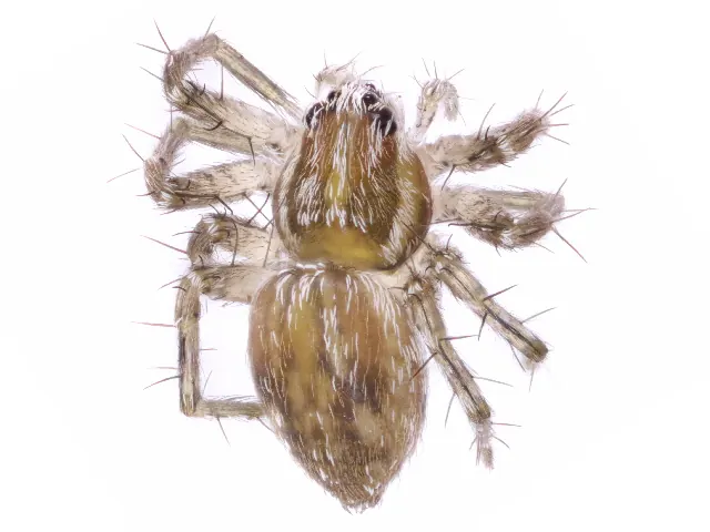 clever fishing spider spider photo