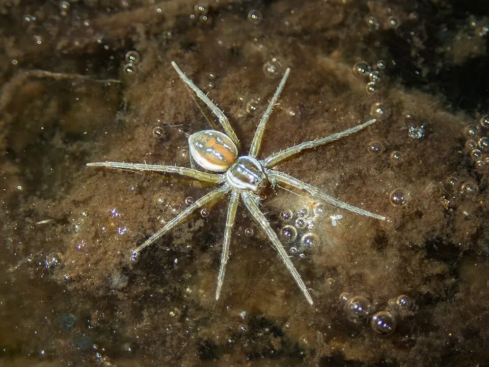 clever fishing spider spider photo