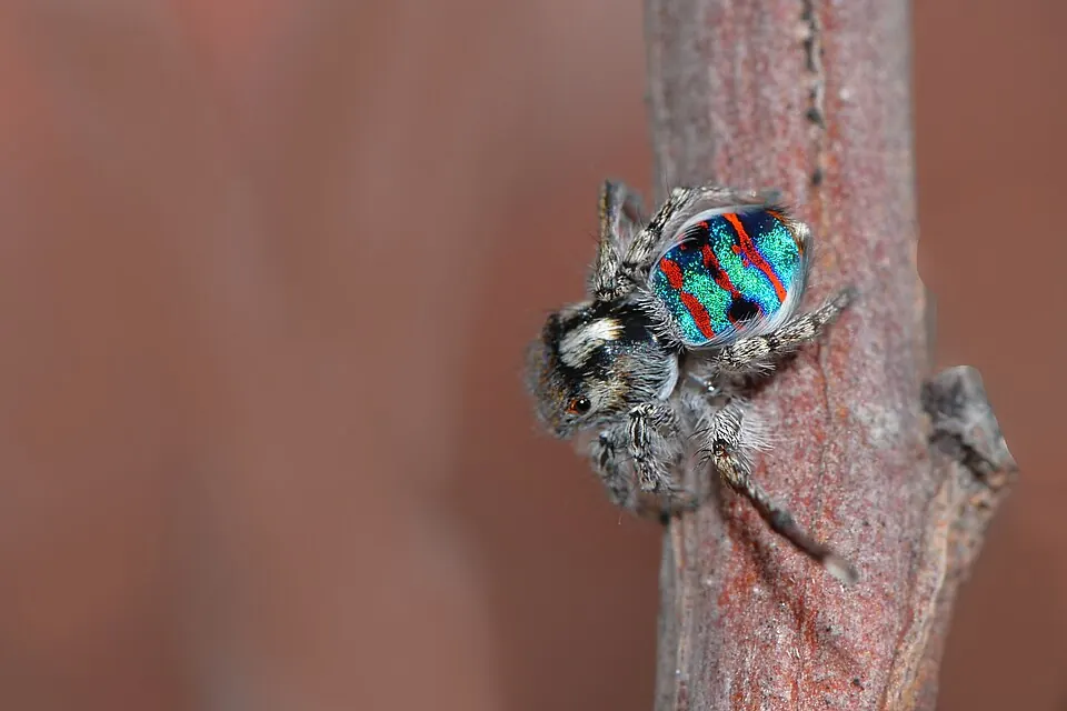 coastal peacock spider spider photo