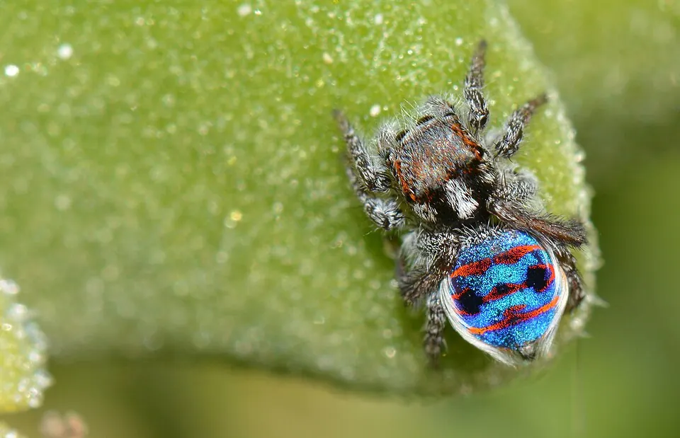 coastal peacock spider spider photo