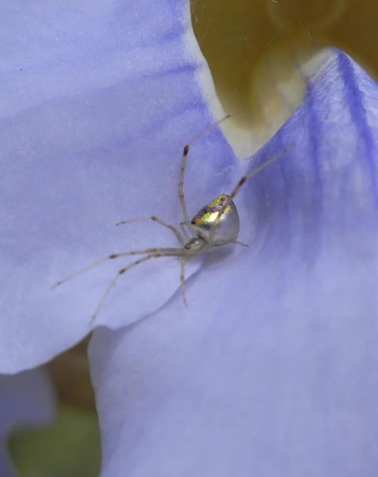 dewdrop spider Argyrodes antipodianus photo