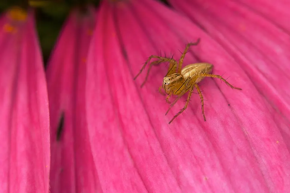 elegant lynx spider Oxyopes elegans photo