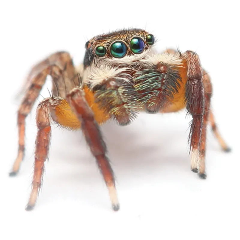 golden thighed brushed jumping spider spider photo