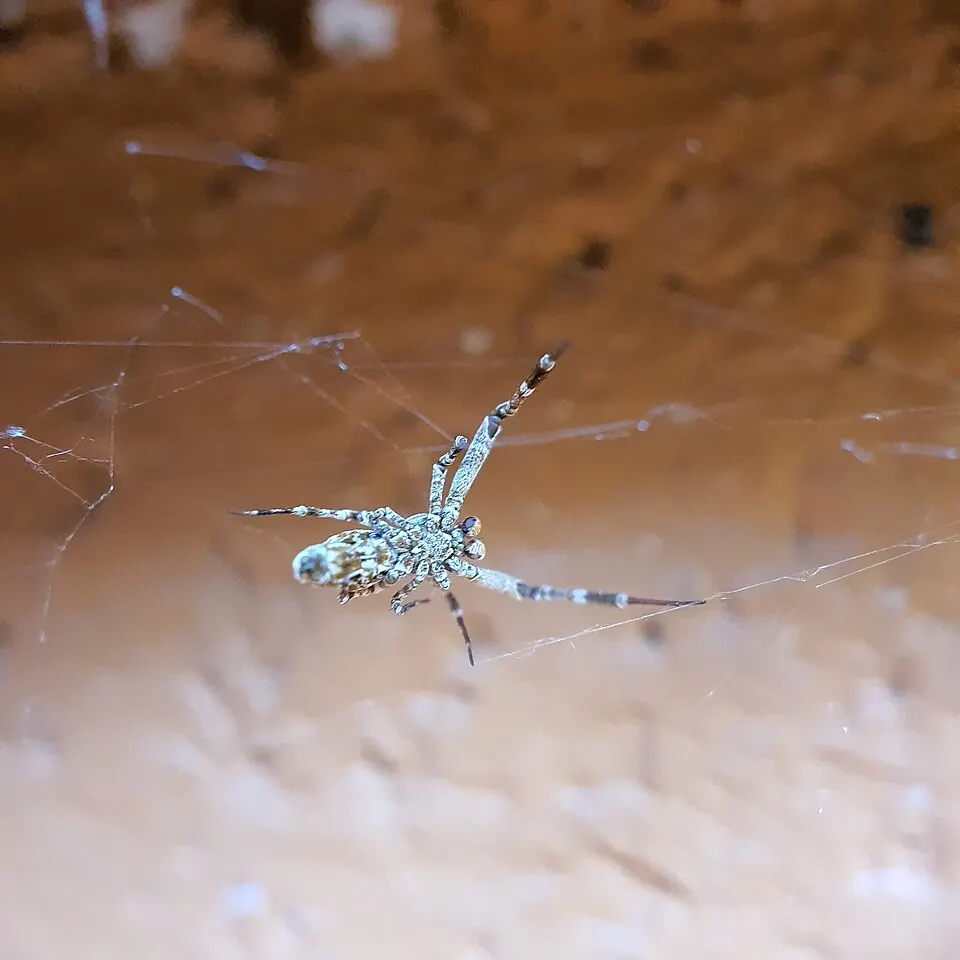 hackled orb weaver spider photo